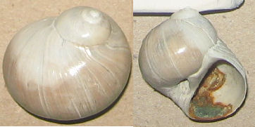 euspira fusca